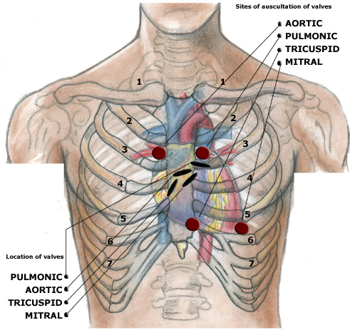 Valvelocations OSCE AI The four auscultatory areas in cardiovascular examination OSCE
