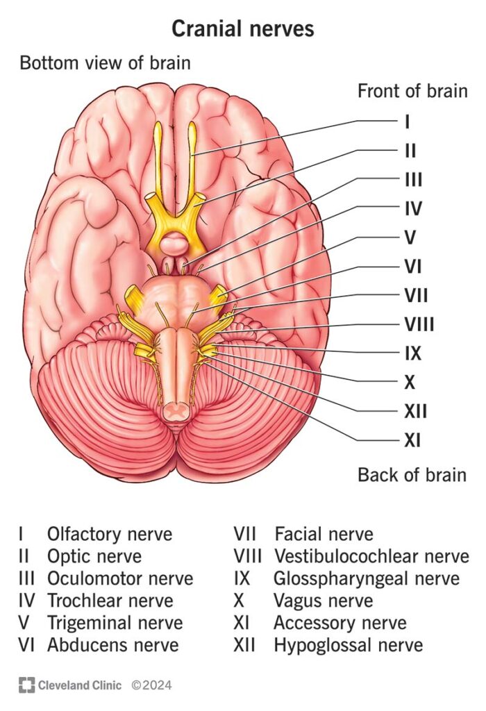 Cranial nerves diagram showing CN I to XII for neurological examination OSCE